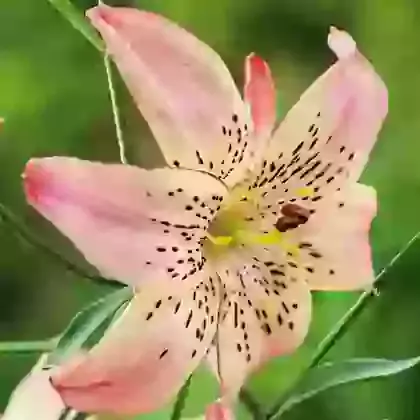 Corsage